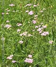 achillea