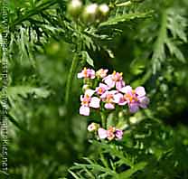 achillea fiore