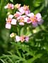 achillea