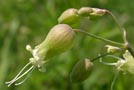 silene