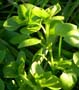 centocchio