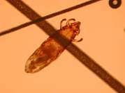 Chirodiscoides caviae
