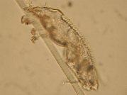 Chirodiscoides caviae