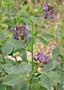 erba medica