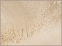 Parassiti nel pelo