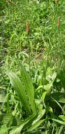 plantago lanceolata