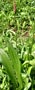 piantaggine lanceolata