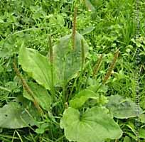 plantago major