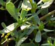 portulaca