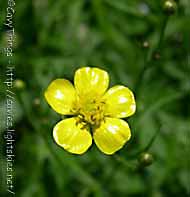 ranuncolo fiore