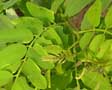robinia