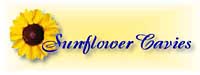 syunflower cavies