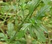 verbena